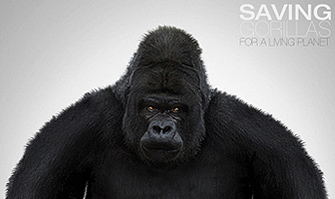 Saving Gorillas